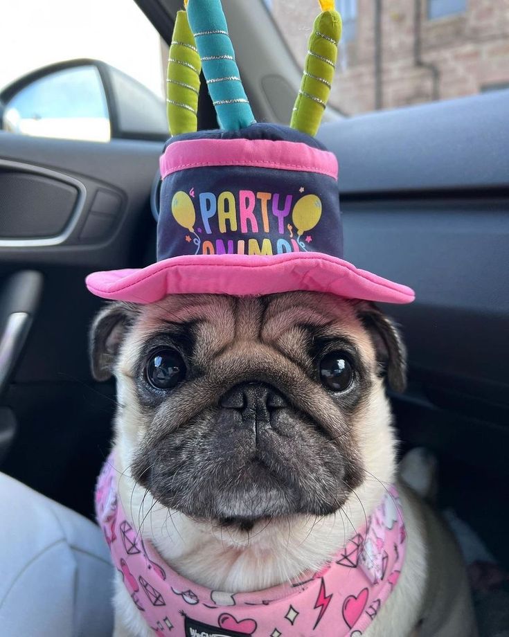 a pug dog wearing a birthday hat with candles on it's head sitting in a car