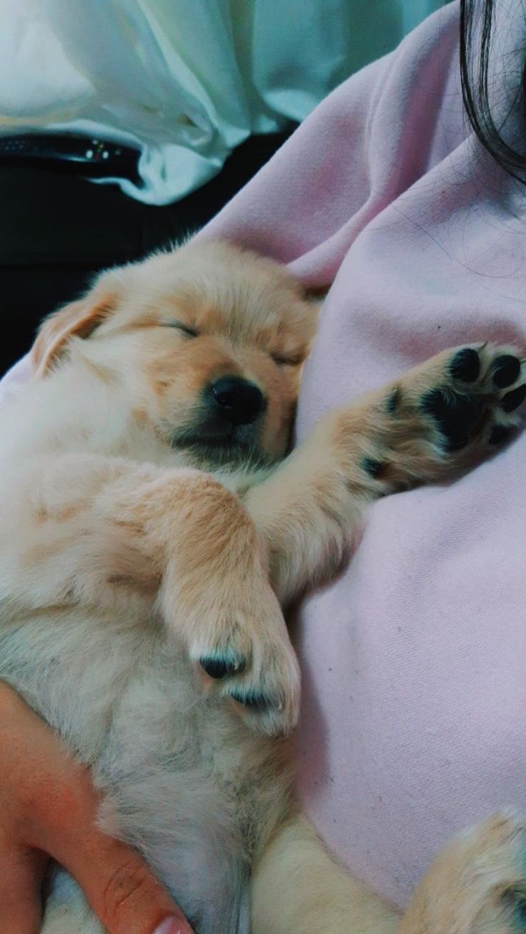 a person holding a puppy that is sleeping on top of it's back with its paws in the air