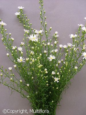 a bunch of white flowers sitting on top of a green planter next to a gray wall