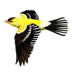 a yellow and black bird flying through the air