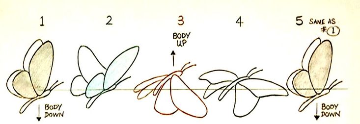 the diagram shows how to draw butterflies with different shapes and sizes for each individual body