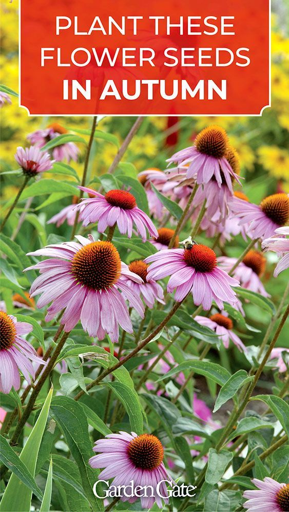 purple flowers with the words plant these flowers in autumn