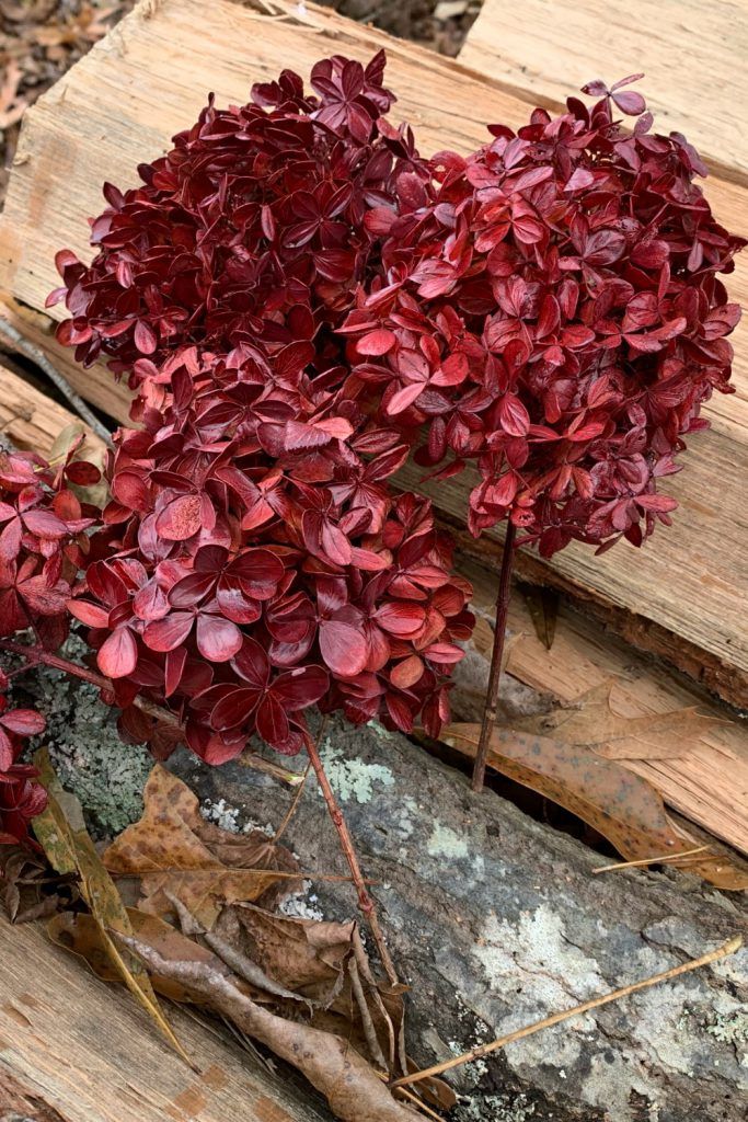 two red flowers are growing out of the wood