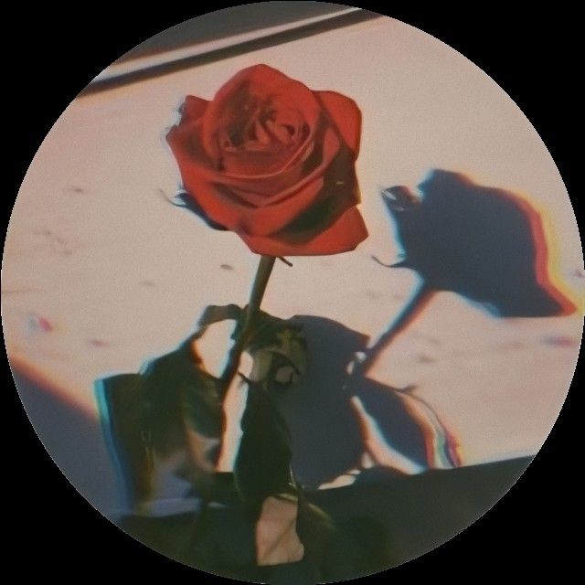 a single red rose sitting on top of a table