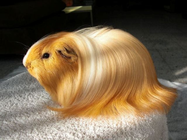 a guinea pig with long blonde hair sitting on the floor