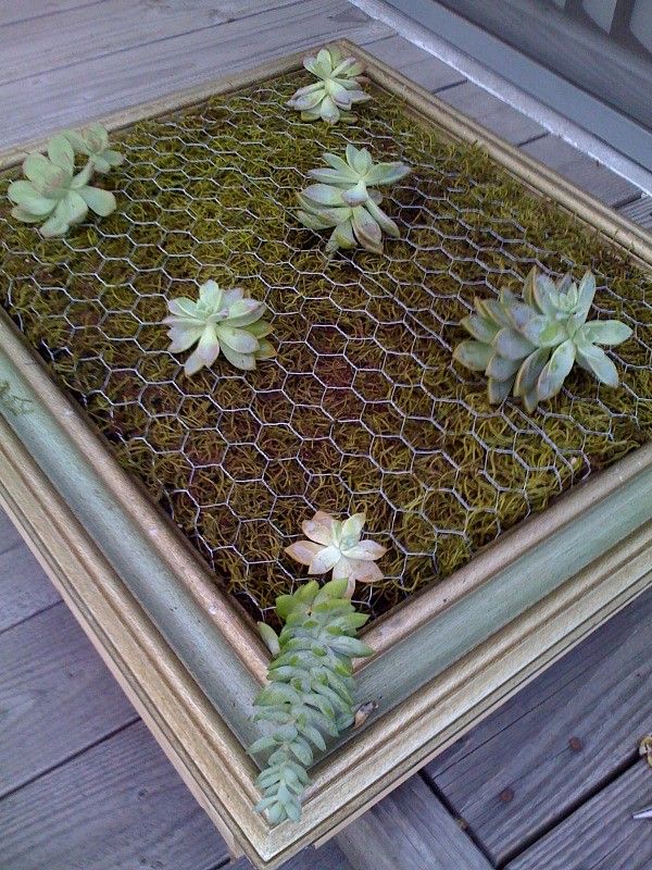 some plants that are growing out of a piece of wire mesh on a wooden floor