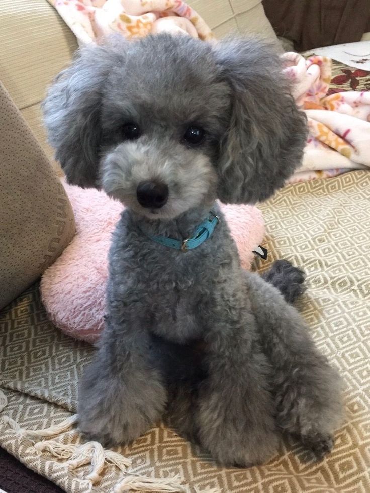 a gray poodle sitting on top of a bed next to a pink teddy bear