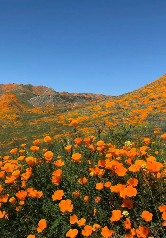 an open field full of orange flowers with mountains in the background