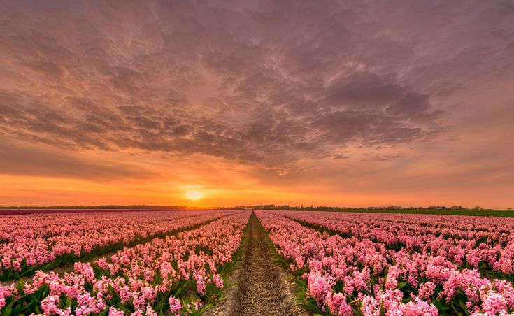 the sun is setting over a field full of pink flowers