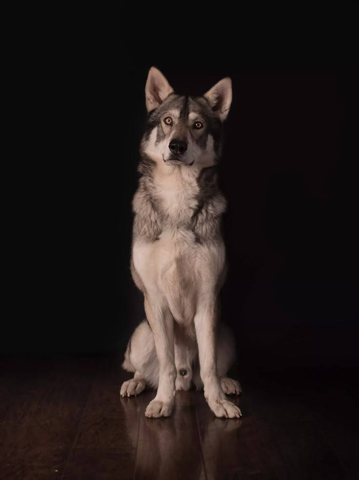 a dog sitting on top of a wooden floor in front of a black background and looking at the camera