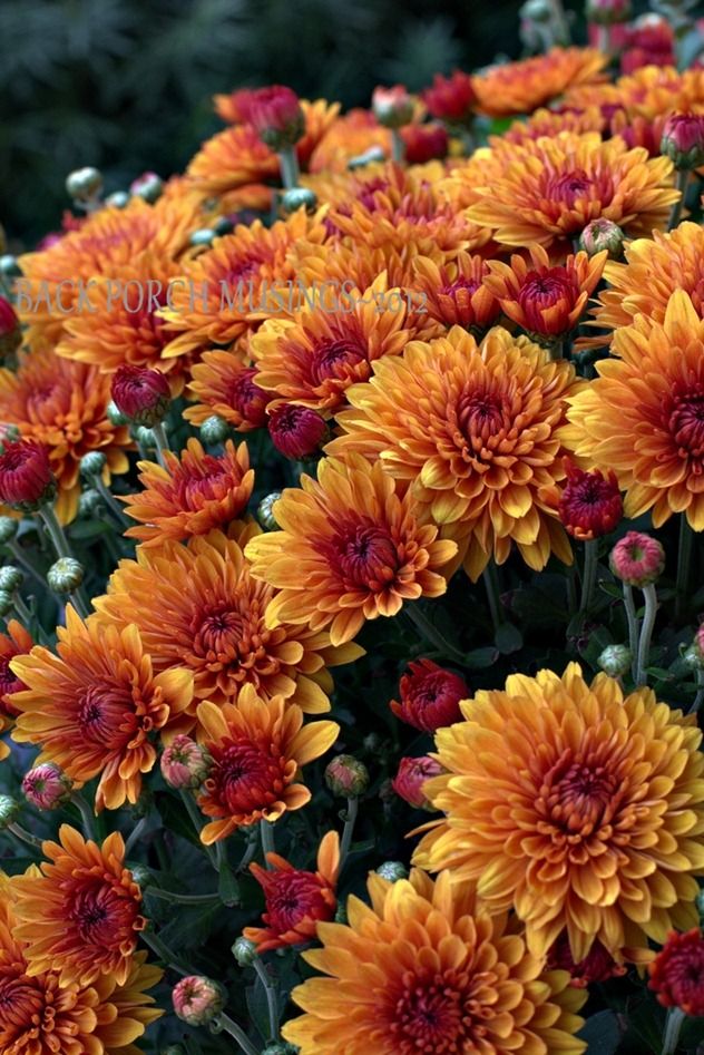 many orange and red flowers in a garden