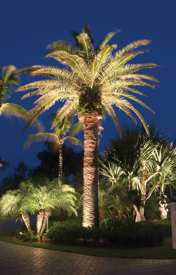 Landscape Lighting Palm Beach Palm Tree Landscaping, Palm Trees Garden, Palm Tree Lights, Tree Landscaping, Trees Landscaping, Palm Trees Landscaping, Palm Tree Decorations, Florida Landscaping, Lighting Exterior