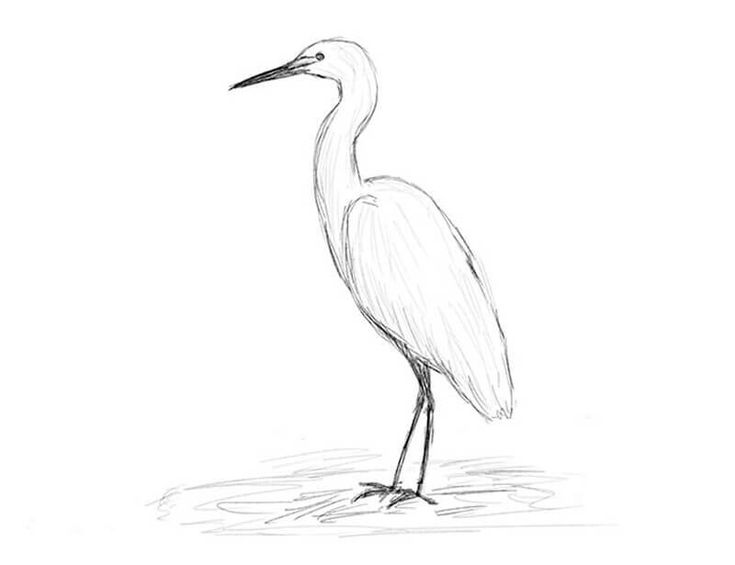 a drawing of a bird standing in the water