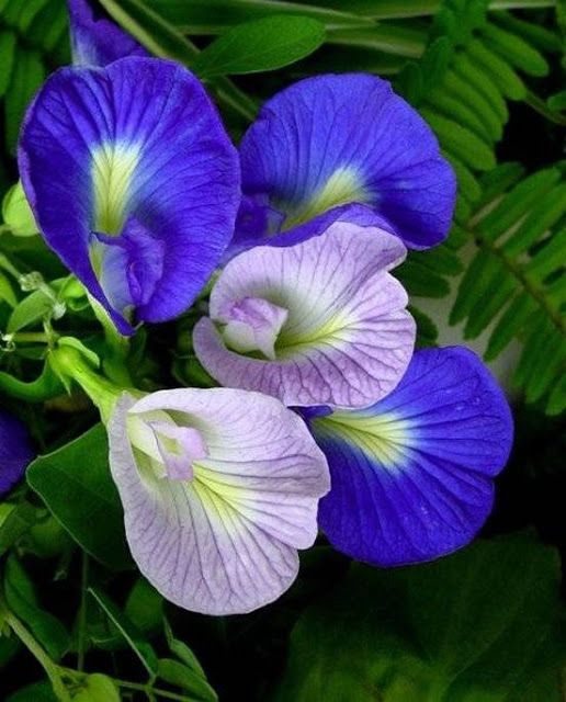 blue and white flowers with green leaves in the background