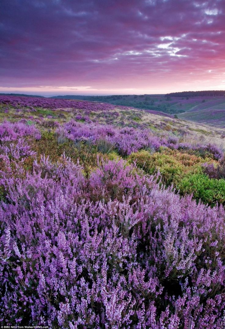 the sun is setting over purple flowers in the hills near an open area with trees and bushes