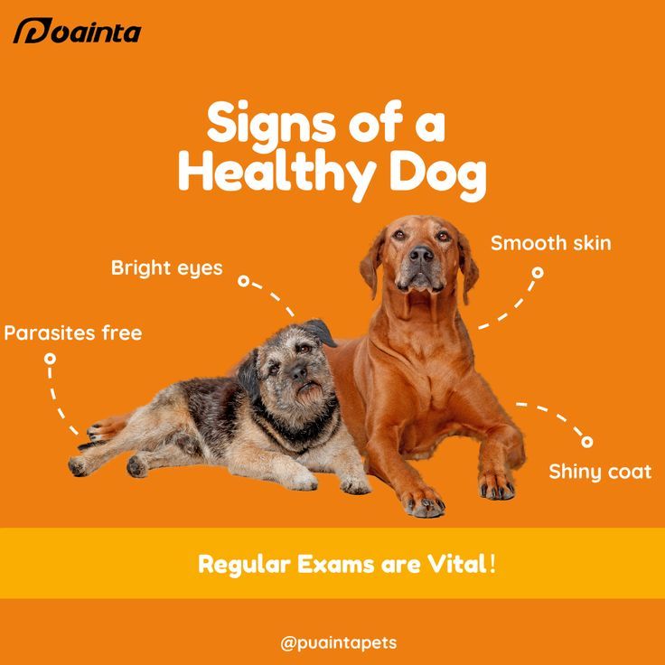 two dogs sitting next to each other with the words, signs of a healthy dog