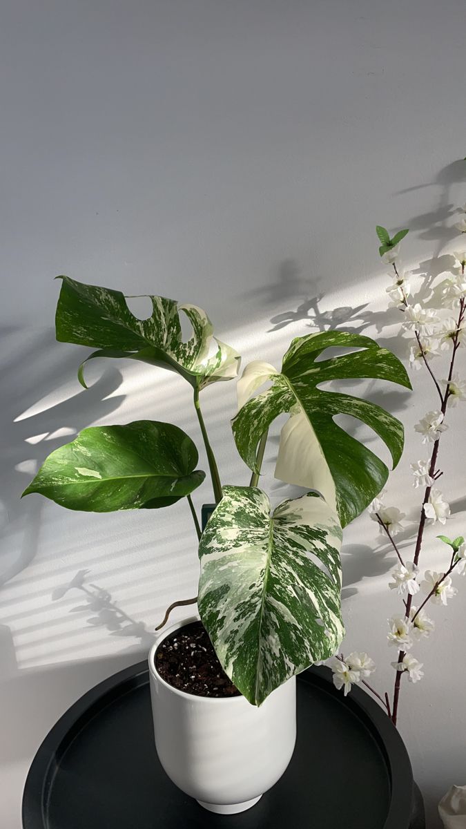 a potted plant sitting on top of a black table next to a white wall