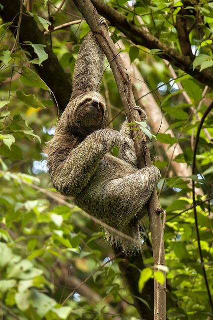 a sloth hanging from a tree branch in the jungle