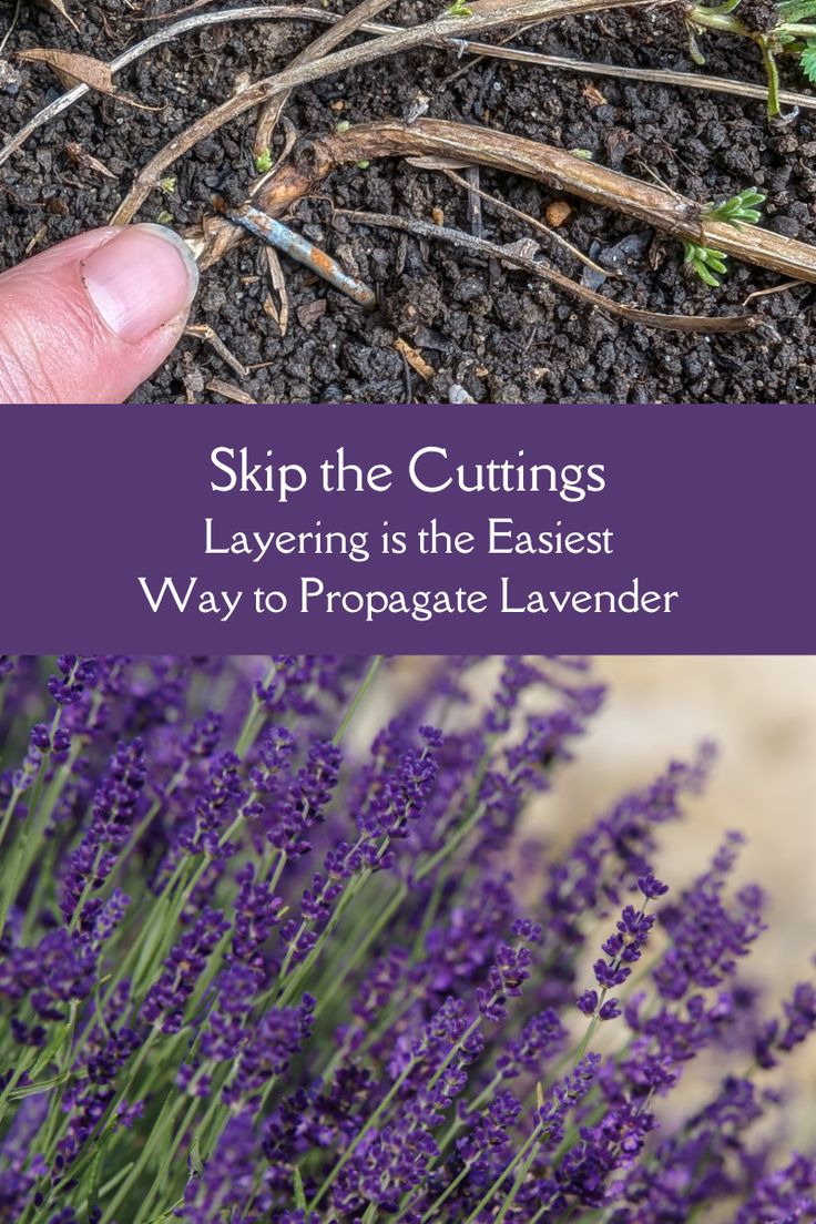 a hand is pointing at some lavender flowers in the ground with text that reads skip the cuttings layering is the easier way to propagate lavender