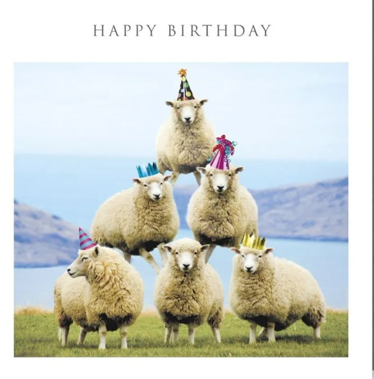 four sheep with party hats on their heads are standing in the grass, and there is a card that says happy birthday