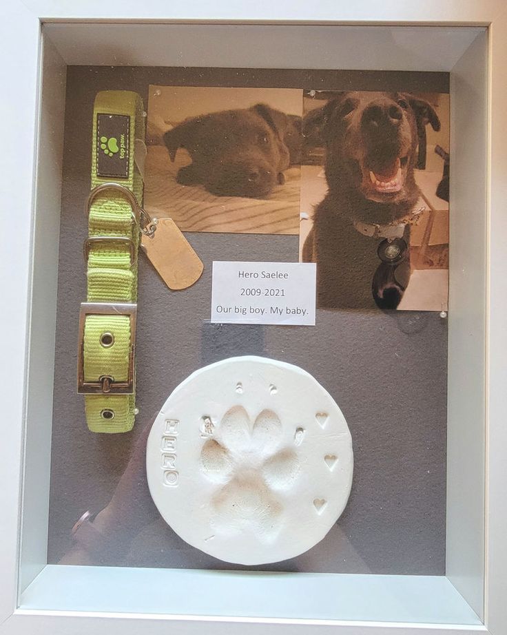 a dog's paw is displayed in a shadow box next to a collar and leash