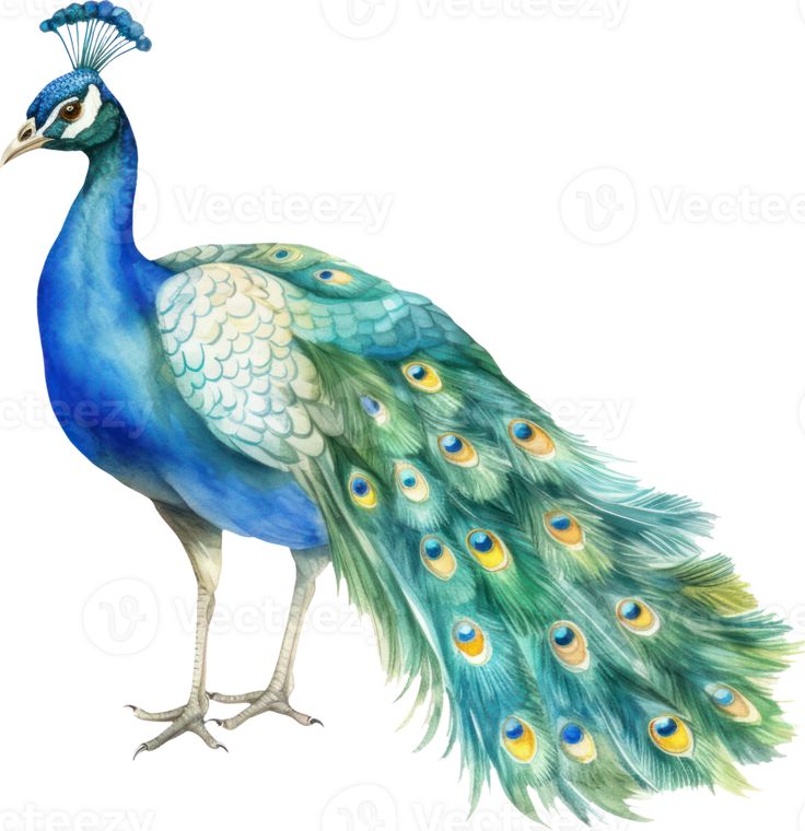 a painting of a peacock with feathers spread out