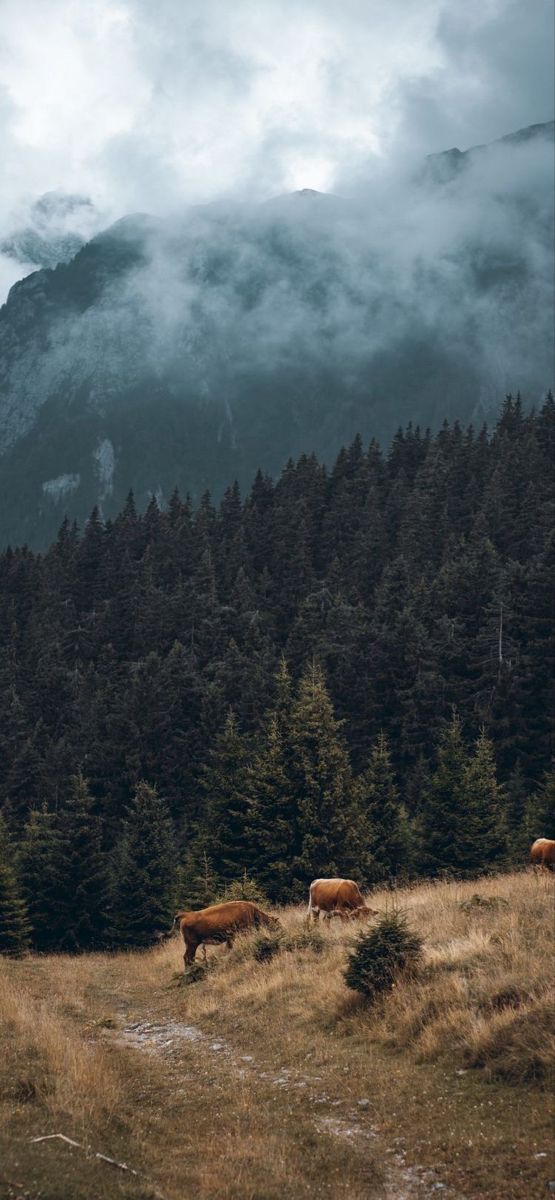 some animals are grazing on the grass in front of trees and mountains with low clouds