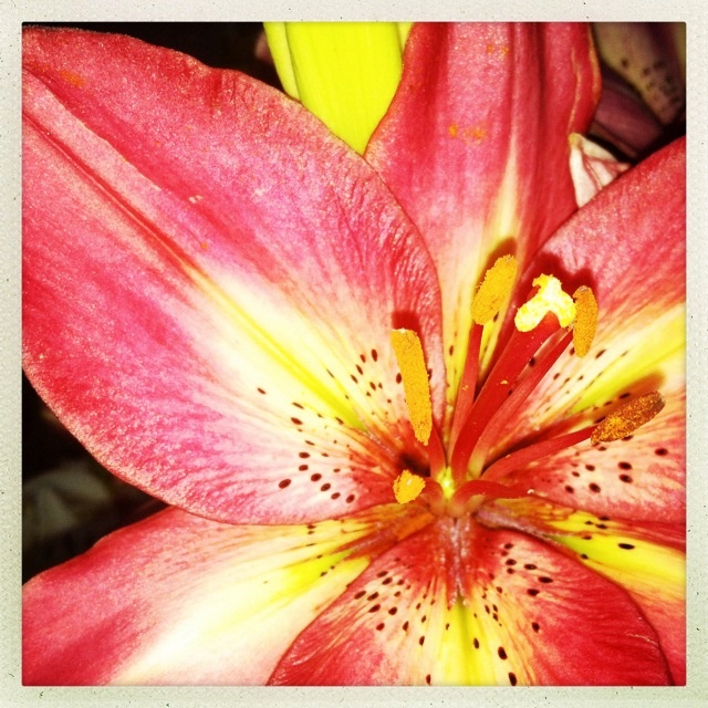 a red and yellow flower that is blooming in the middle of it's petals