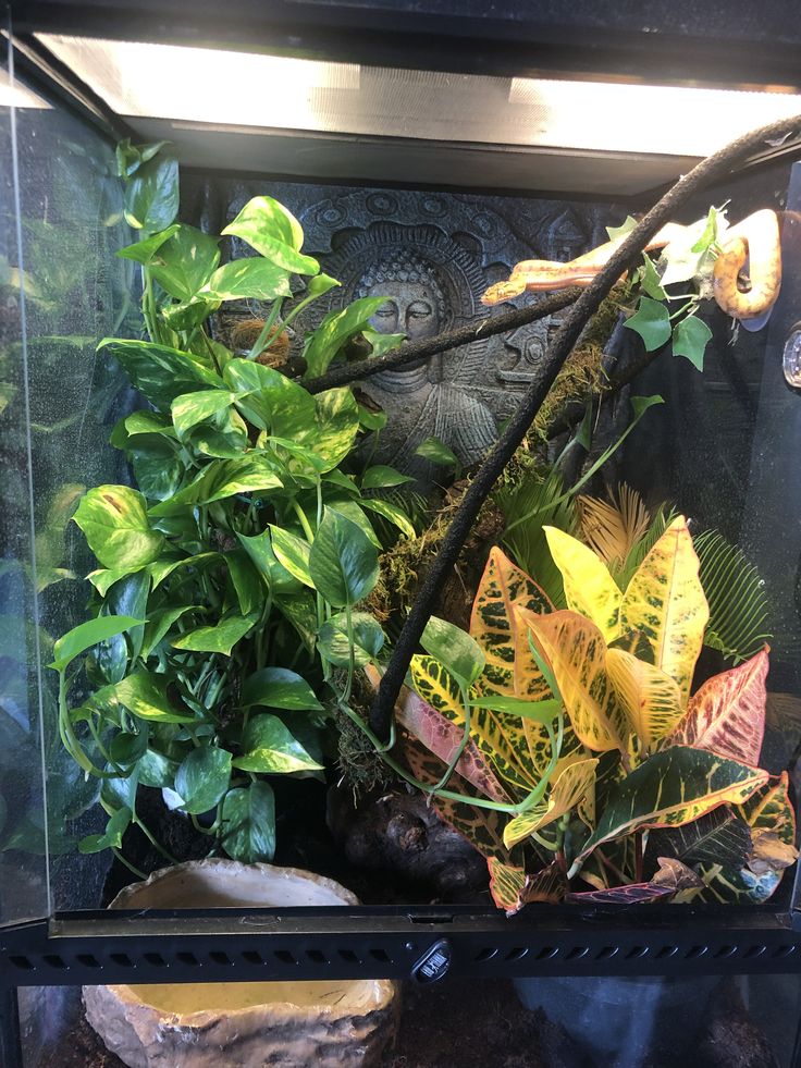 a fish tank filled with plants and rocks