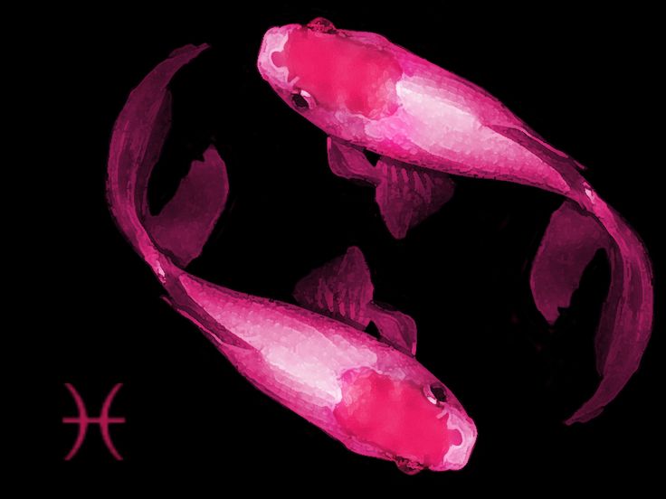 two pink fish are swimming in the dark water with their tails curled up and facing each other