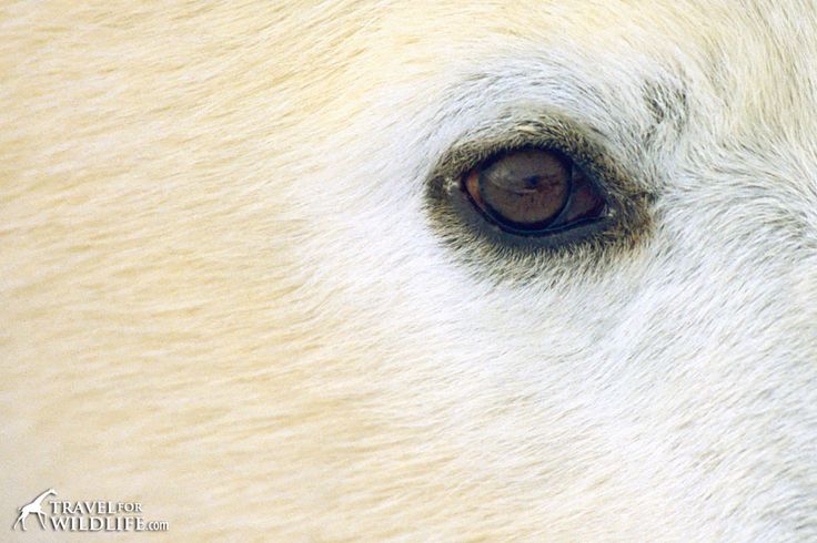 the eye of a white horse with brown eyes