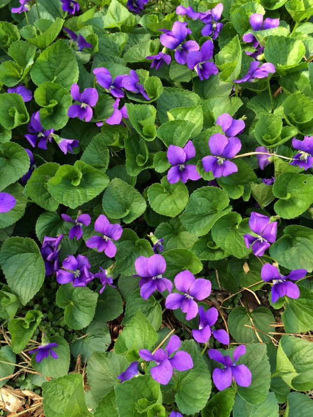 some purple flowers are growing in the grass