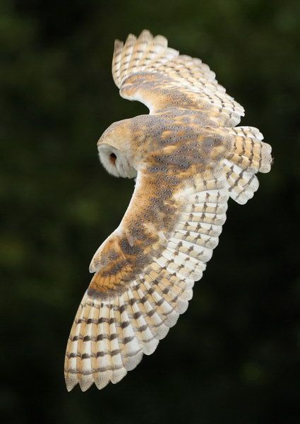 an owl flying through the air with its wings spread