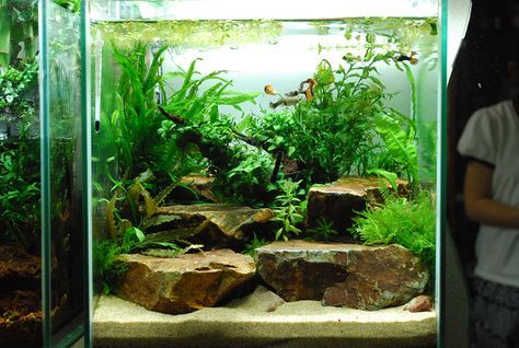 an aquarium filled with plants and rocks in front of a woman standing next to it