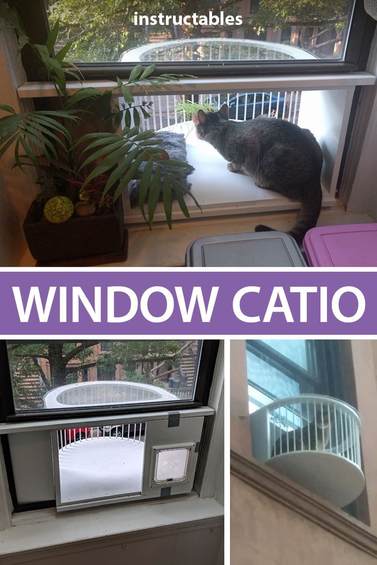 there is a cat sitting on the window sill