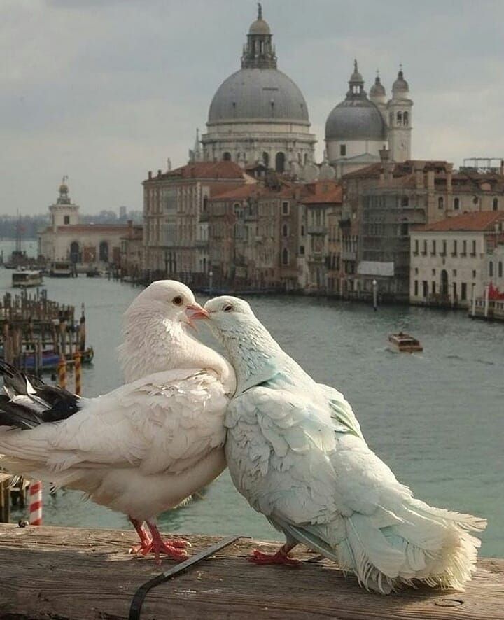 two seagulls are sitting on a dock next to the water with buildings in the background