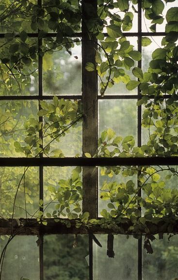 an open window with vines growing out of it's panes in front of a forest