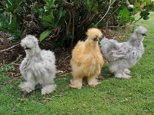 three chickens standing next to each other in the grass