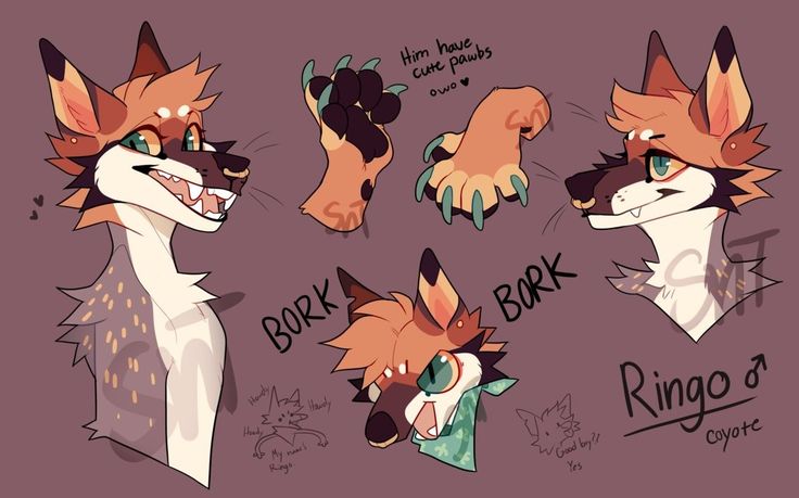 some drawings of different types of foxes