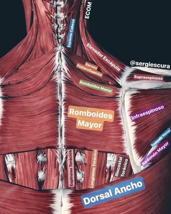 Punkty Spustowe, Shoulder Anatomy, Human Muscle Anatomy, Anatomy Bones, Medicine Notes, Medicine Studies, Basic Anatomy And Physiology, Human Body Anatomy, Anatomy Tutorial