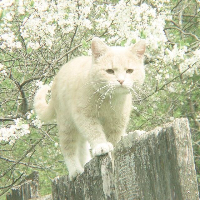 an orange and white cat standing on top of a wooden fence next to a tree