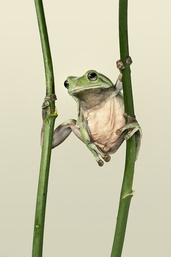 a frog sitting on top of a green plant