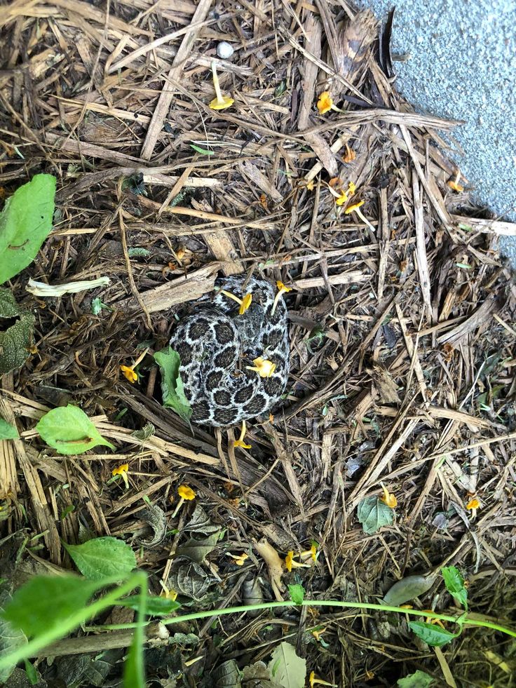 a small black and white butterfly sitting on the ground next to some grass with yellow flowers