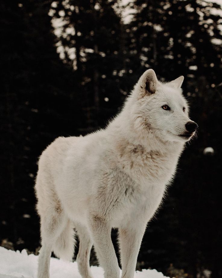 a white wolf standing on top of snow covered ground