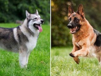 two dogs are playing outside in the grass and one is jumping up to catch a frisbee