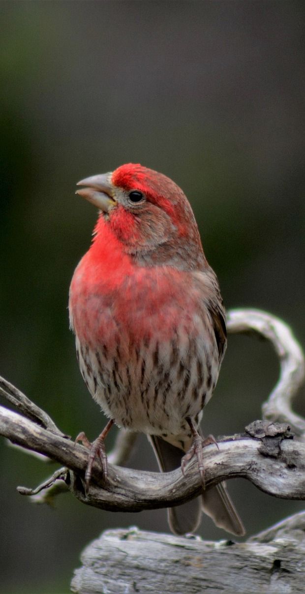 a red bird sitting on top of a tree branch