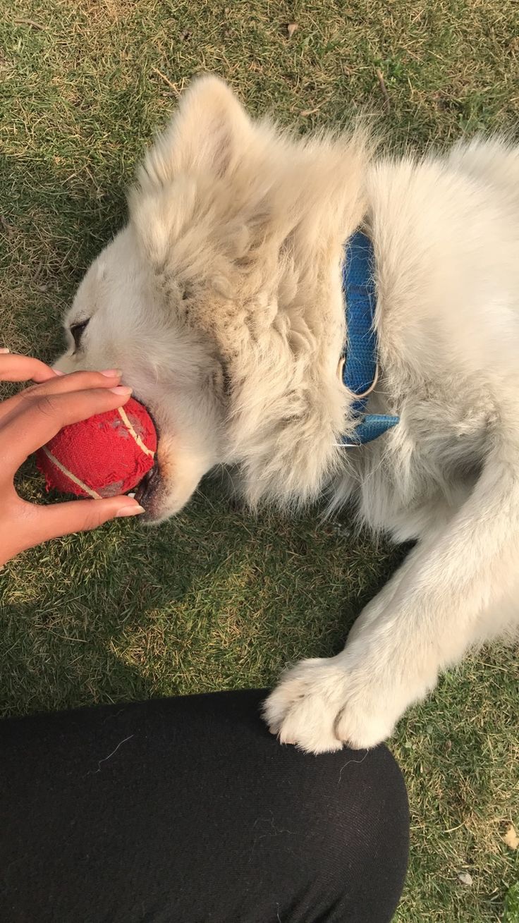 a white dog chewing on a red ball