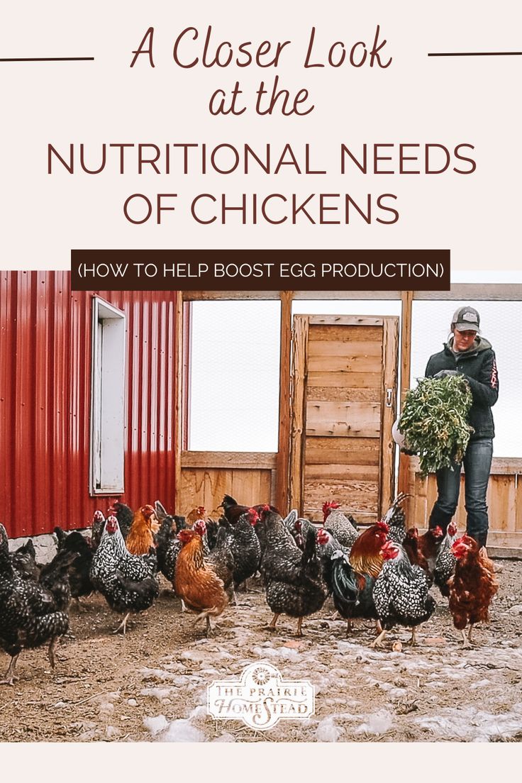 a close look at the nutritional needs of chickens