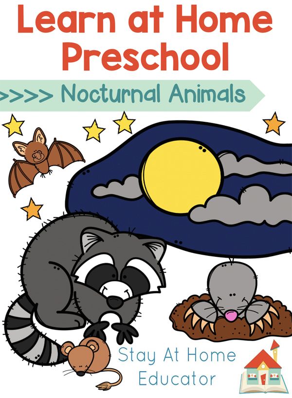 a poster with the words learn at home preschool and an image of a raccoon