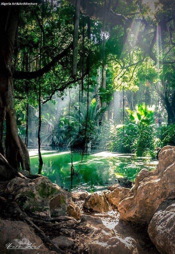 the sun shines through the trees and leaves on the water in this tropical scene